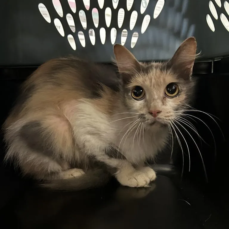 An adult small-sized female White Domestic Short Hair cat named Margaret Jean for adoption in Spruce Pine, NC