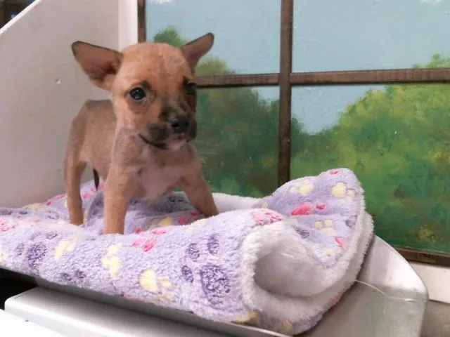 A baby small-sized female Staffordshire Bull Terrier dog named Tara for adoption in Houston, TX