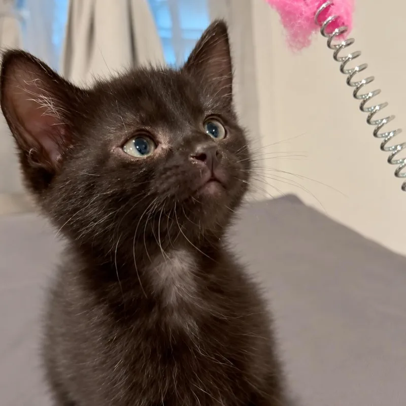 A baby small-sized female Black Domestic Short Hair cat named Sleepy for adoption in Long Beach, CA