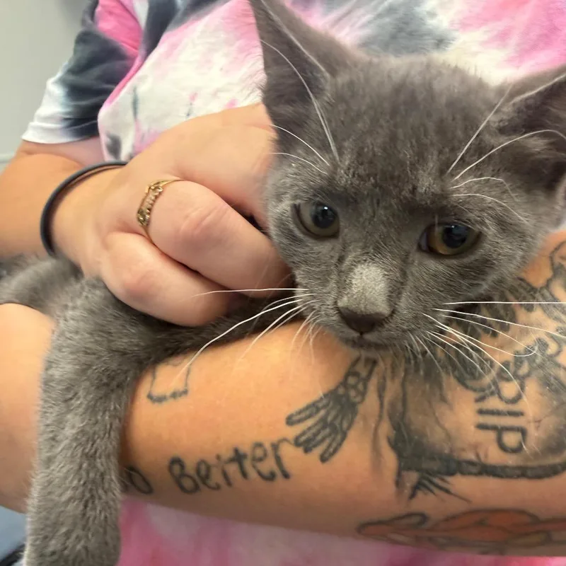 A baby small-sized male Gray / Blue / Silver Domestic Short Hair cat named Joffry for adoption in Columbiana, AL