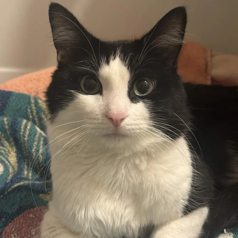 A young medium-sized male Black & White / Tuxedo Domestic Short Hair cat named Gustavo for adoption in Weehawken, NJ