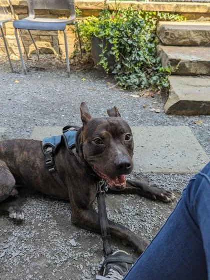 An adult medium-sized male Pit Bull Terrier dog named Lenny for adoption in Atlanta, GA