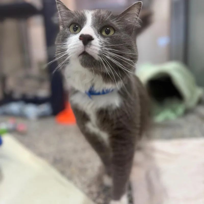 An adult large-sized male Gray / Blue / Silver Domestic Medium Hair cat named Bruno for adoption in Fairport, NY