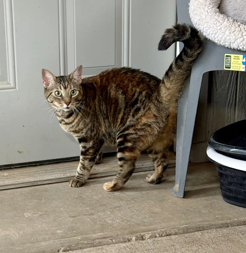 An adult medium-sized female Tabby (Leopard / Spotted) Bengal cat named Toffee for adoption in Marana, AZ
