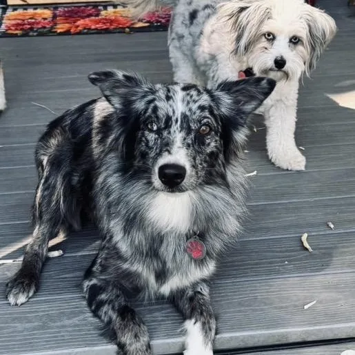 A young small-sized female Gray / Blue / Silver Australian Shepherd dog named Trixie for adoption in Louisburg, KS