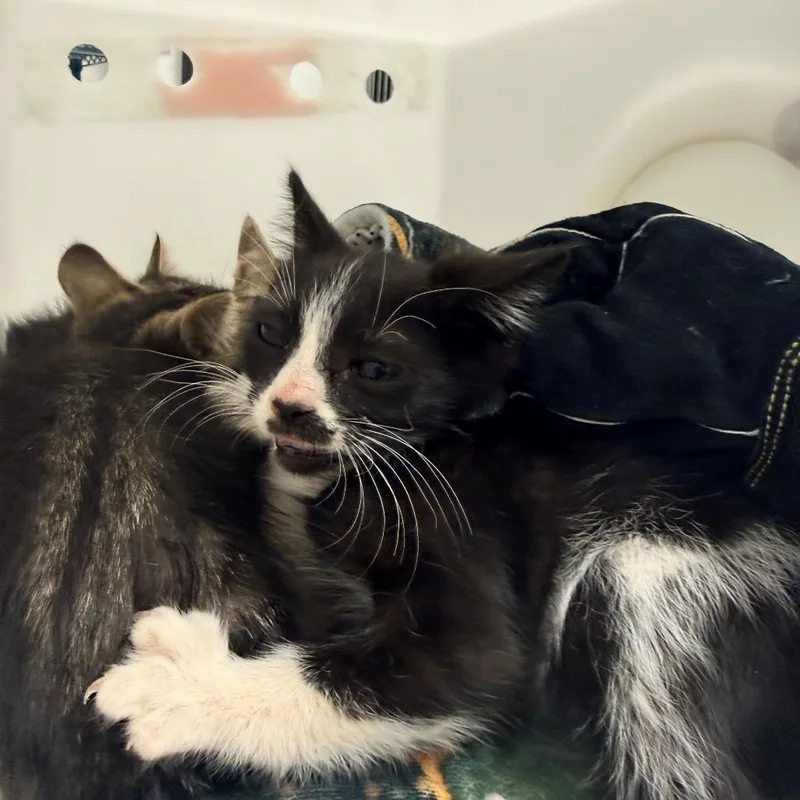 A baby small-sized male Black Domestic Short Hair cat named 108678 for adoption in Las Cruces, NM