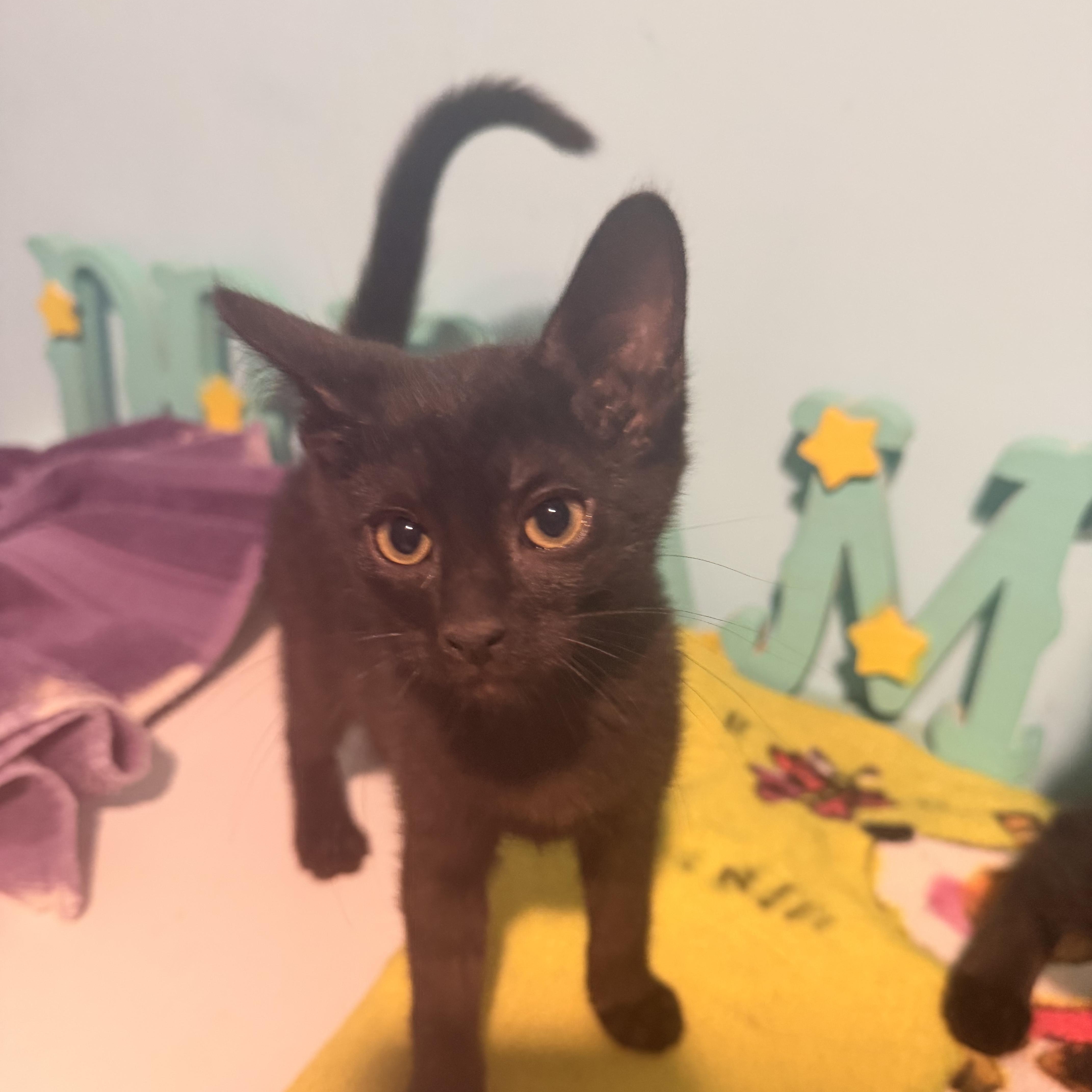 A baby medium-sized female Black Domestic Short Hair cat named Bat Girl for adoption in Joliet, IL