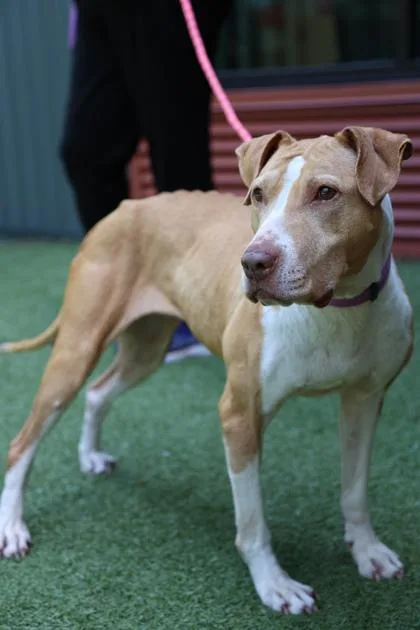 A senior large-sized female Mixed Breed dog named Karma for adoption in Bellevue, WA
