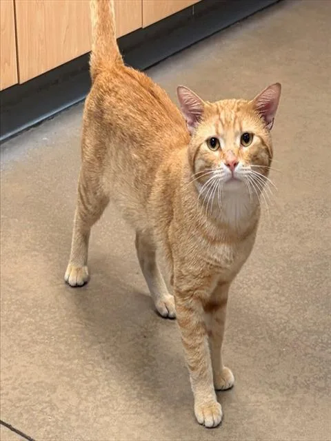 An adult medium-sized male Domestic Medium Hair cat named Spaghettio for adoption in Minneapolis, MN