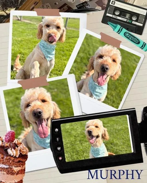 An adult large-sized male Golden Retriever dog named Murphy for adoption in Rensselaer, IN