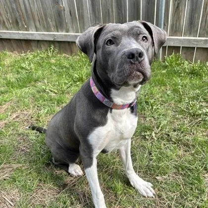 An adult medium-sized female Gray / Blue / Silver Mixed Breed dog named Willow for adoption in Lansing, MI