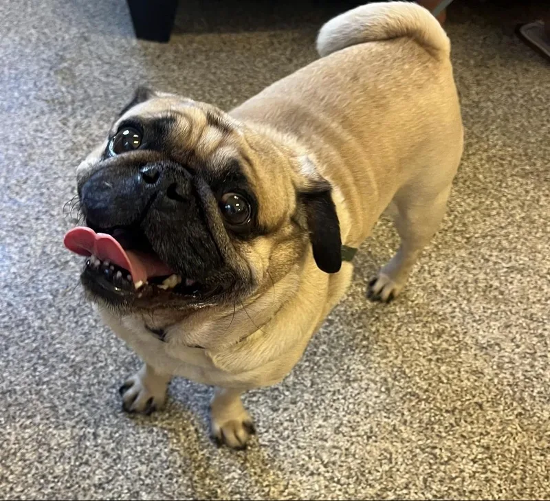 An adult small-sized male Yellow / Tan / Blond / Fawn Pug dog named Georgie for adoption in Gunnison, CO