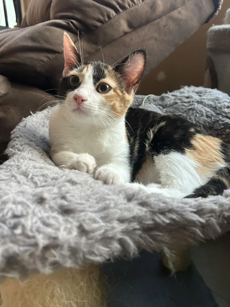 A baby medium-sized female Calico cat named Pinky Pie for adoption in Napa, CA