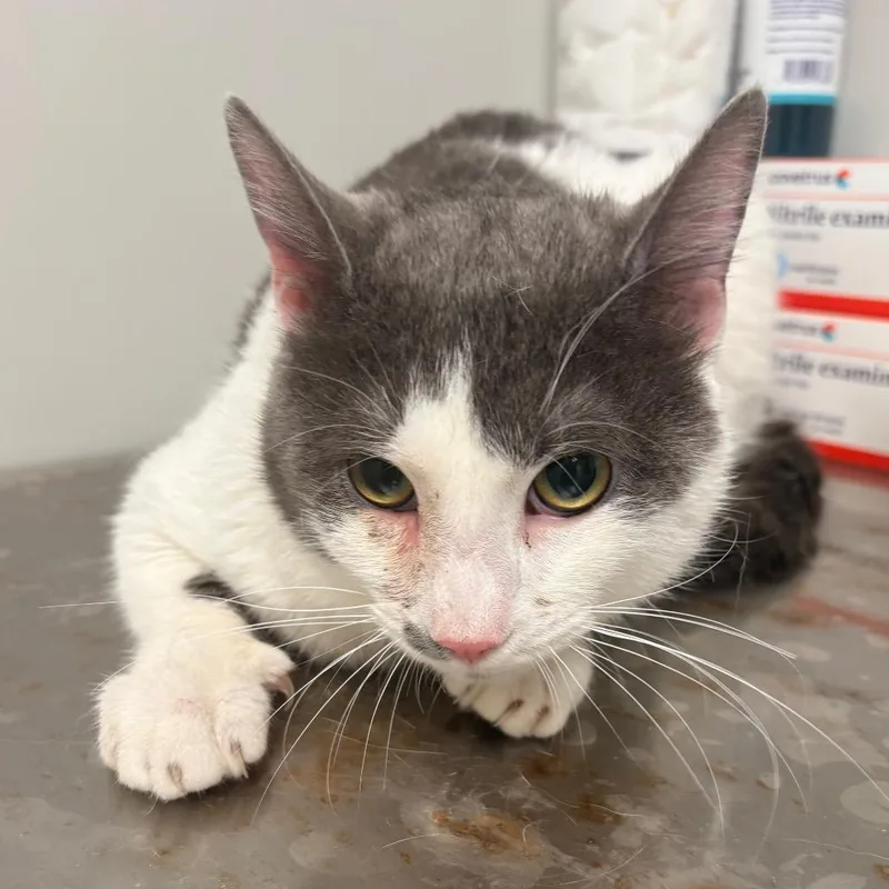 A young medium-sized male White Domestic Short Hair cat named Hunter for adoption in Concord, NC
