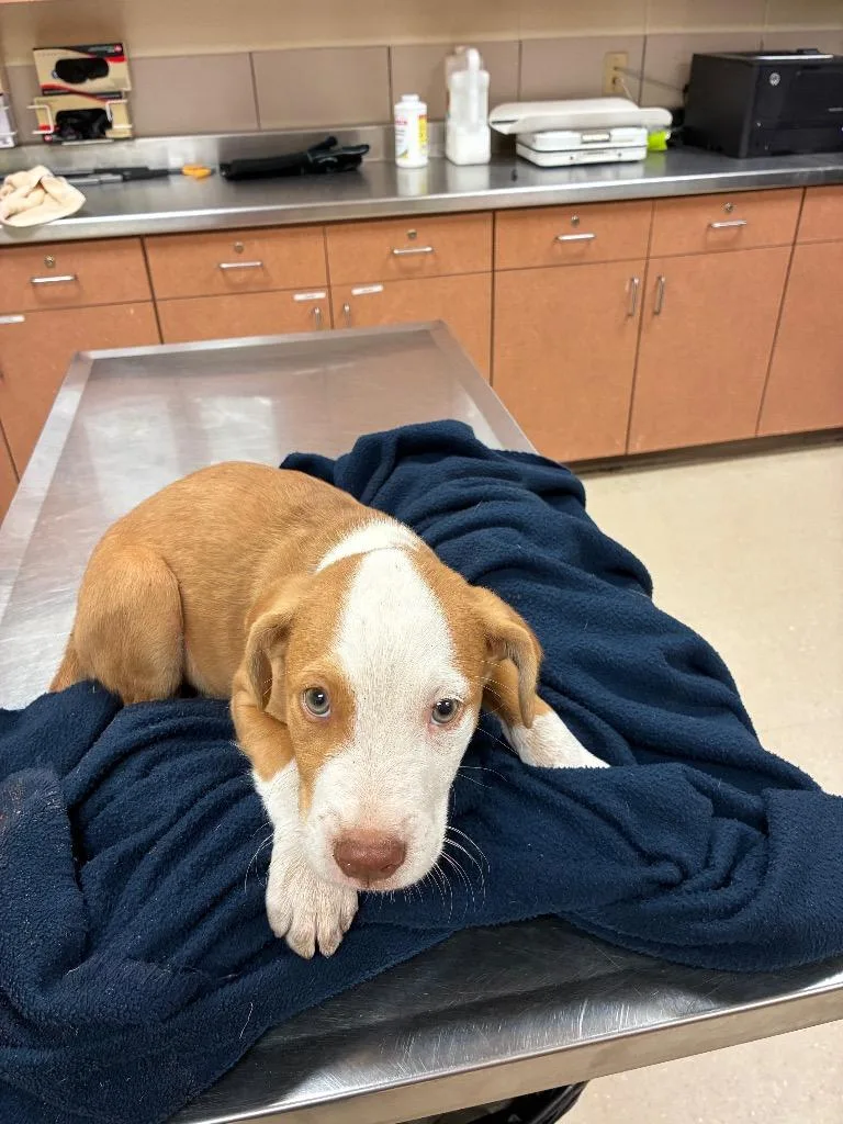 A baby small-sized male Mixed Breed dog named Reggie for adoption in Bossier City, LA