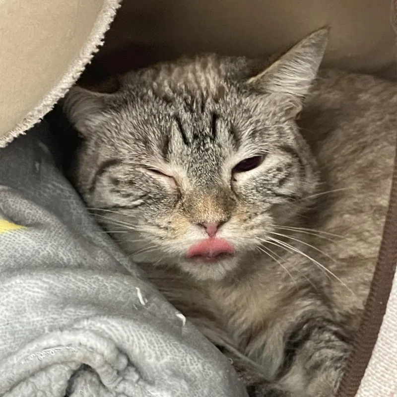 An adult medium-sized female Siamese cat named Fig for adoption in Port Charlotte, FL