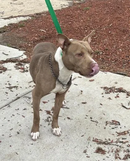 An adult medium-sized male Mixed Breed dog named Lang for adoption in West Chester, PA