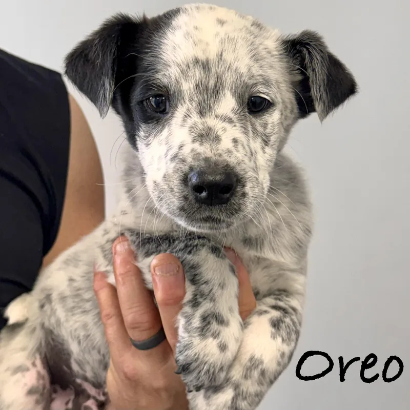 A baby large-sized male Harlequin Labrador Retriever dog named Oreo for adoption in Wilmington, OH