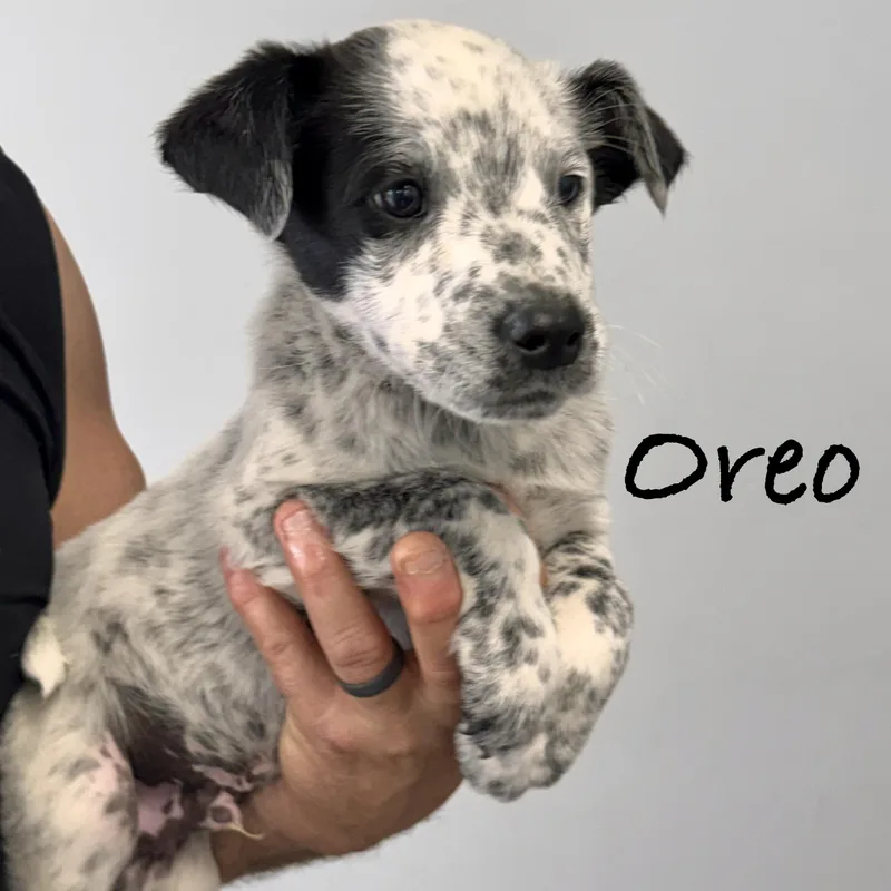Oreo thumbnail 2
