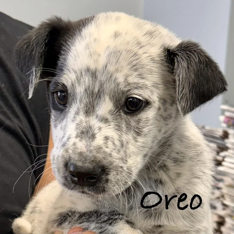 Oreo thumbnail 3