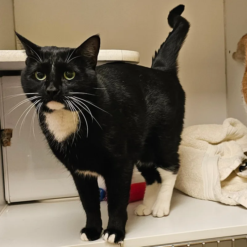 An adult large-sized female Black & White / Tuxedo Domestic Short Hair cat named Thistle for adoption in Norwalk, CT