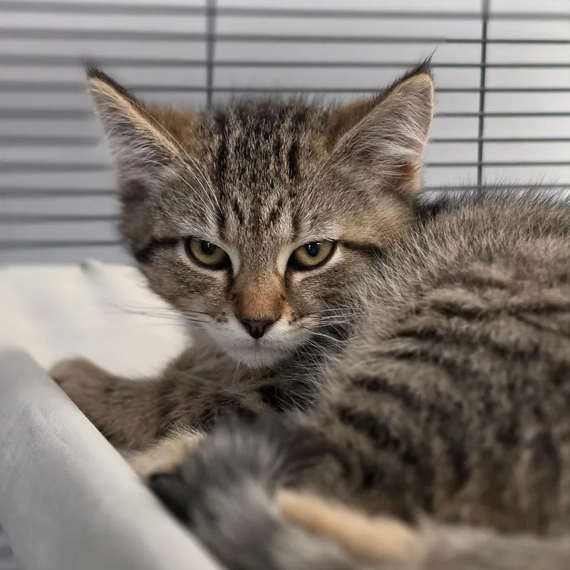 A baby small-sized male Brown / Chocolate Domestic Short Hair cat named Ohio for adoption in Muncie, IN