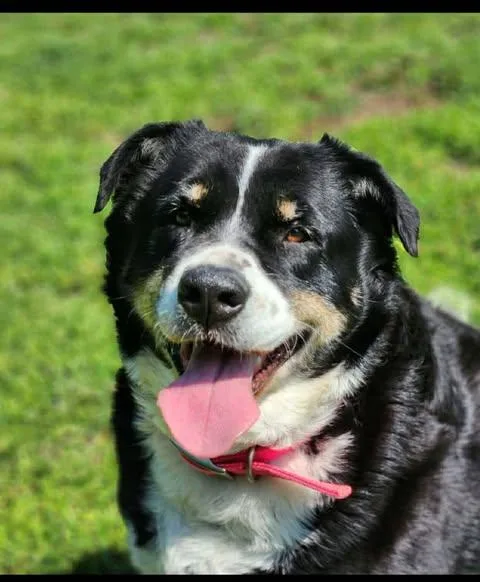 An adult extra large-sized female Bernese Mountain Dog dog named Missy for adoption in Newport, KY