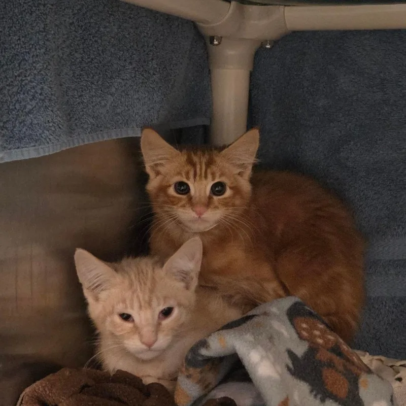 A baby small-sized male Orange / Red Domestic Short Hair cat named Mango for adoption in Pasadena, CA
