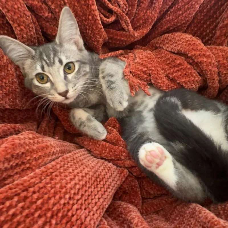 A baby small-sized female Gray / Blue / Silver Domestic Short Hair cat named Cosmos for adoption in Fredericksburg, VA