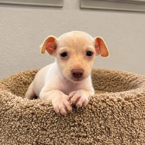 A baby small-sized male Chihuahua dog named Acorn for adoption in Lathrop, CA