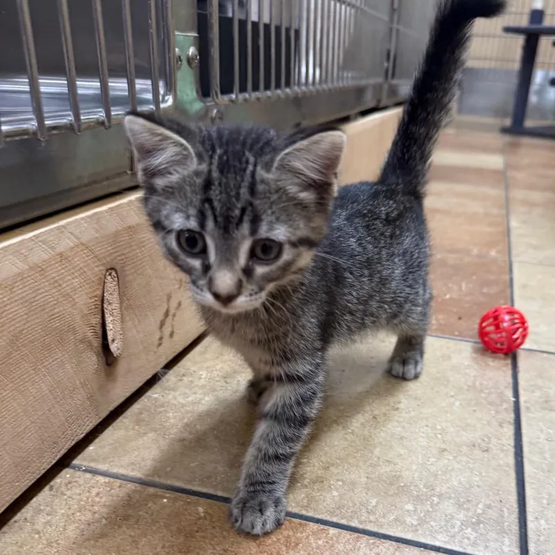 A baby small-sized male Brown / Chocolate Domestic Short Hair cat named Henry for adoption in Hemet, CA