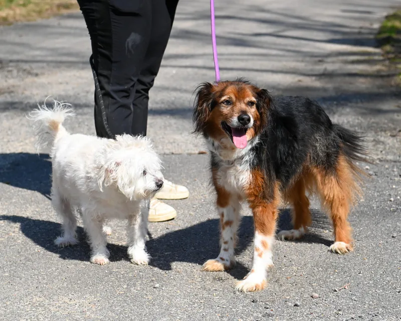 Bernie & Benji thumbnail 4