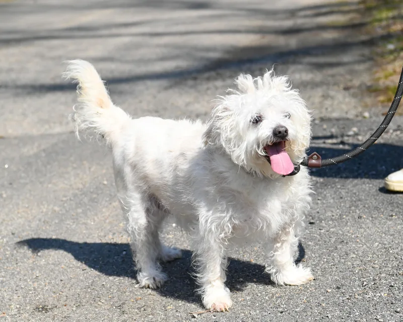 Bernie & Benji thumbnail 6