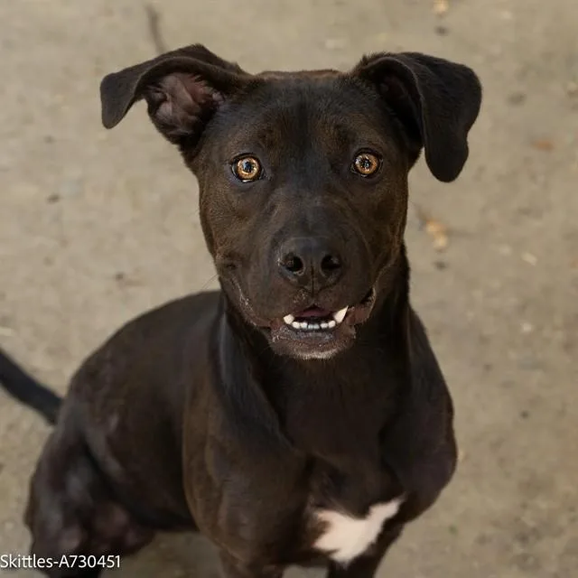A young small-sized female Pit Bull Terrier dog named Skittles for adoption in Sacramento, CA