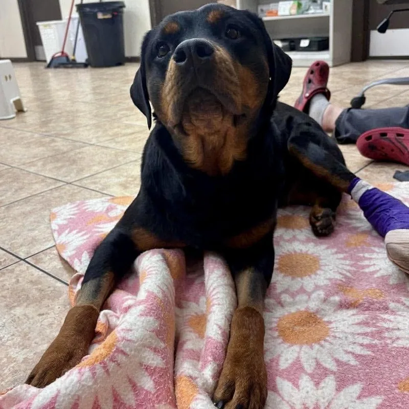 An adult large-sized female Rottweiler dog named Missy Celeste for adoption in Long Island City, NY
