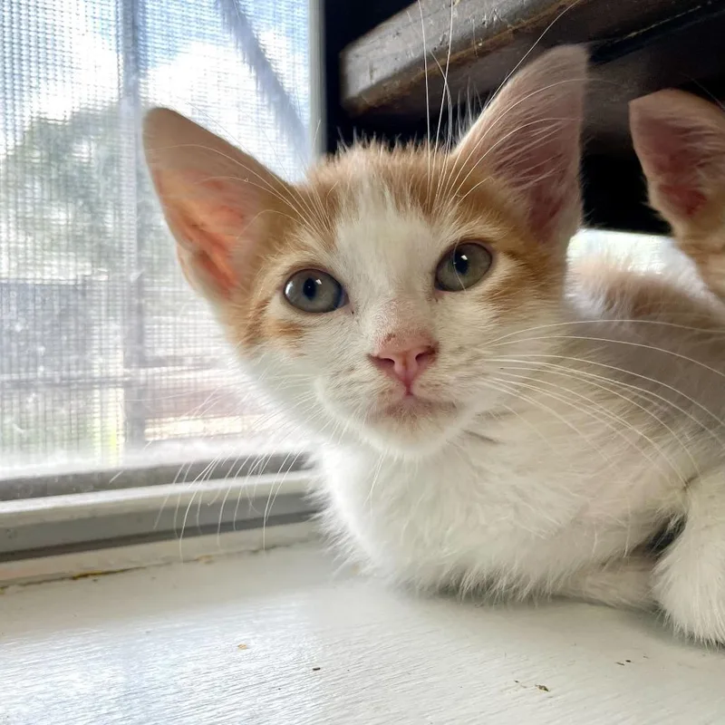A baby small-sized male Orange / Red Domestic Short Hair cat named Dr. Abbott for adoption in Carencro, LA