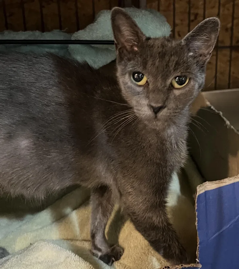 A young medium-sized female Domestic Short Hair cat named Sterling for adoption in Sneads Ferry, NC