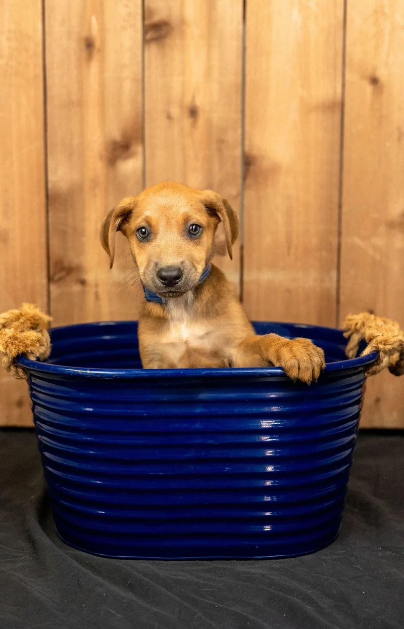 A baby medium-sized female Shepherd dog named 702-26 for adoption in Brighton, CO