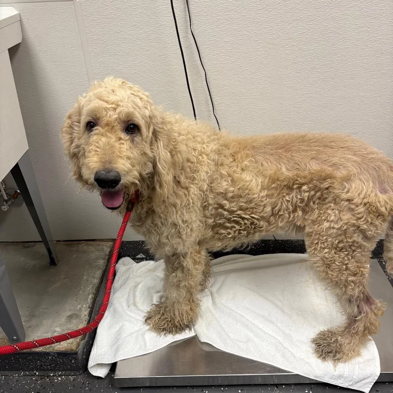 An adult large-sized male White / Cream Mixed Breed dog named Bob for adoption in Columbiana, AL