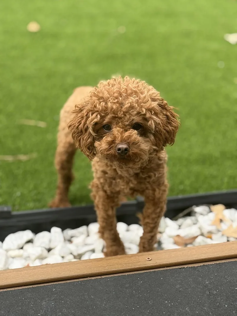 A young small-sized female Poodle dog named Dao Dao for adoption in Alpharetta, GA