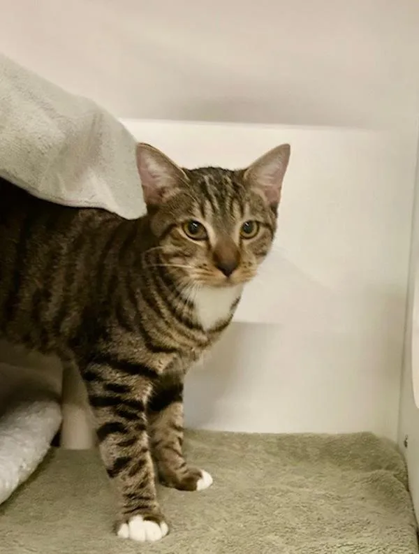 A young medium-sized male Domestic Short Hair cat named Yuna for adoption in Oceanside, CA