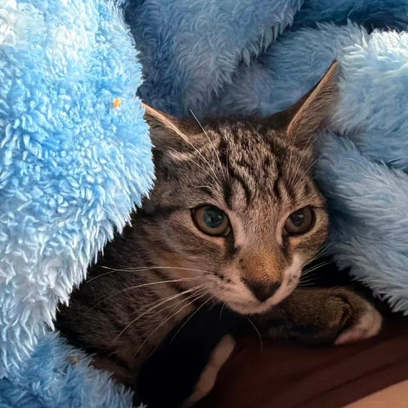 A baby small-sized male Black Domestic Short Hair cat named Asiago for adoption in Ephrata, PA