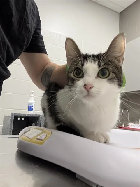 An adult small-sized female Domestic Short Hair cat named Luna for adoption in Indianapolis, IN