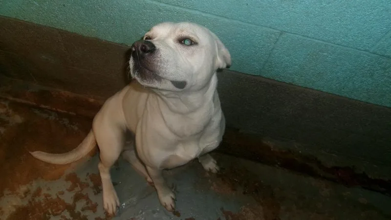 A young medium-sized female Labrador Retriever dog named Cruella for adoption in Winslow, AZ
