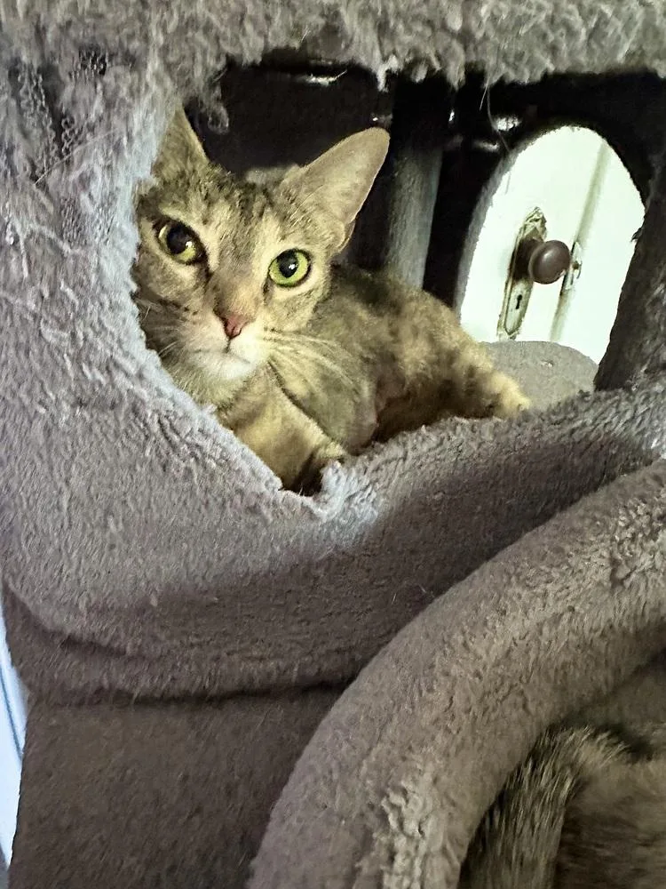 A young medium-sized female Domestic Short Hair cat named Misty for adoption in East Greenville, PA