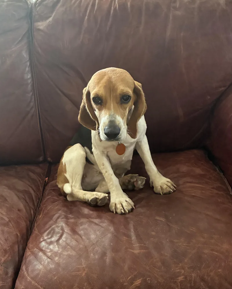 A young small-sized female Tricolor (Brown, Black, & White) Beagle dog named Loretta for adoption in Prairieville, LA