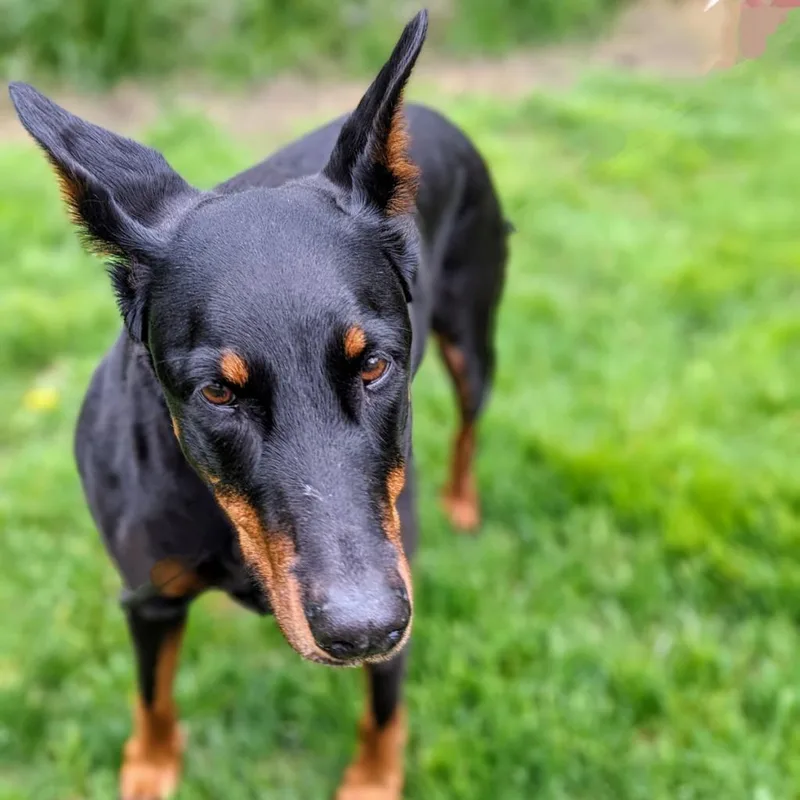 A senior large-sized female Black Doberman Pinscher dog named Mya  I'm A for adoption in Sandown, NH