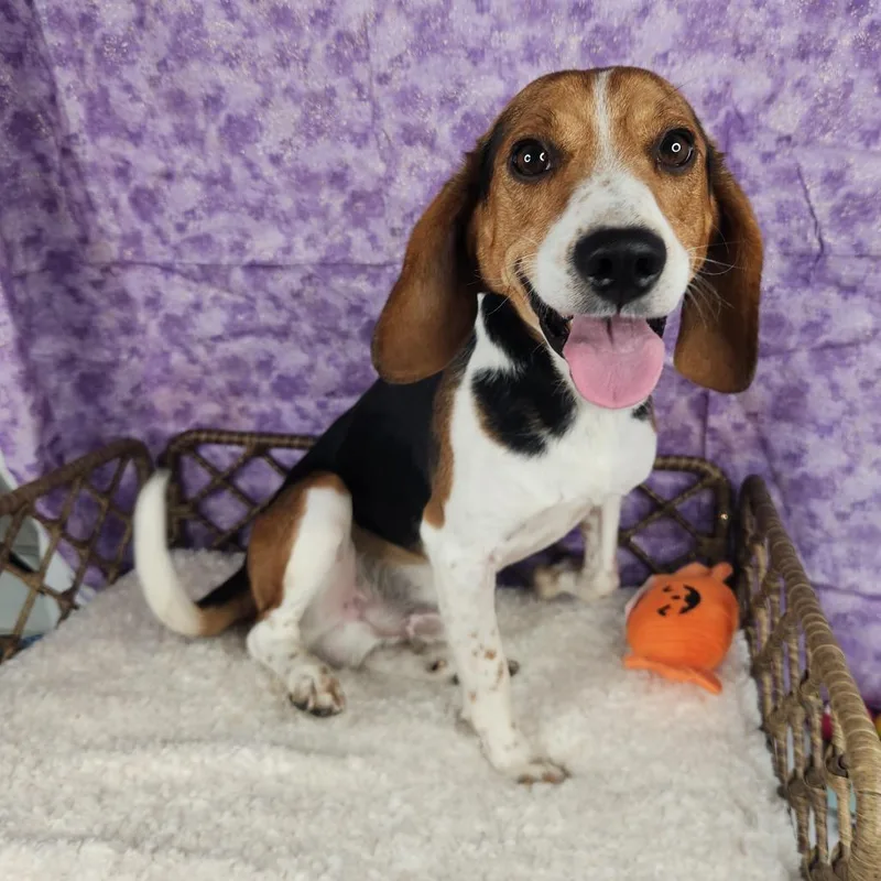 An adult medium-sized male Brown / Chocolate Beagle dog named Boogie for adoption in Fort Wayne, IN