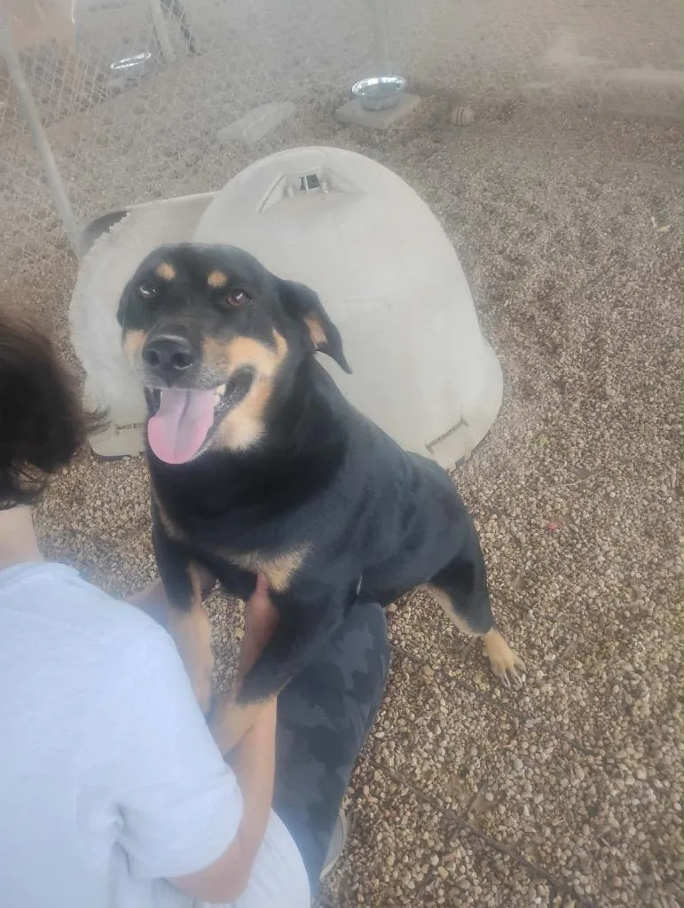 An adult medium-sized female Mixed Breed dog named Milkshake for adoption in Jonesboro, AR