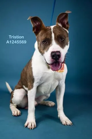An adult large-sized male Pit Bull Terrier dog named Tristan for adoption in Bakersfield, CA